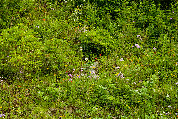 wildblumen, blue ridge parkway, der später sommer, nc - south highlands stock-fotos und bilder