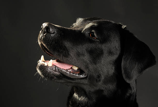 istock Portrait of a black labrador 104285456