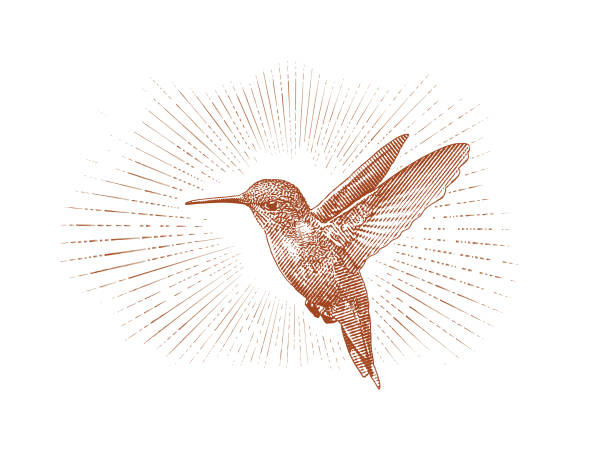 ilustrações de stock, clip art, desenhos animados e ícones de ruby throated hummingbird flying - throated