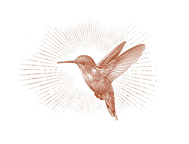 Ruby Throated Hummingbird flying Engraving illustration of a Ruby Throated Hummingbird flying vintage nature stock illustrations
