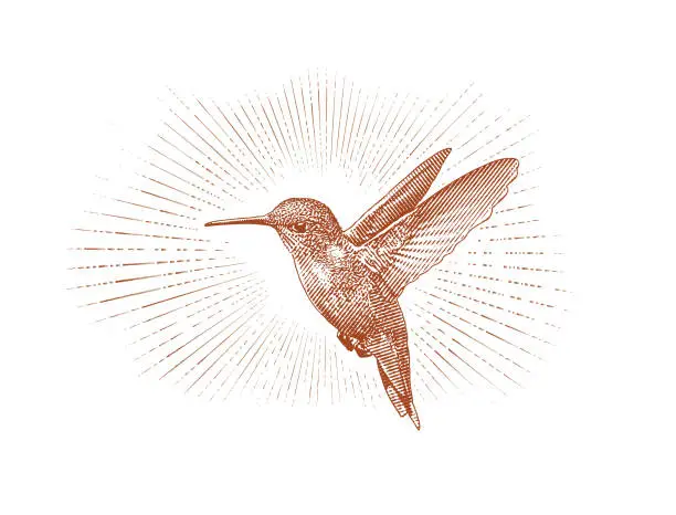 Vector illustration of Ruby Throated Hummingbird flying