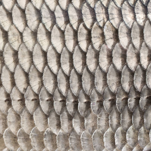 istock Scales of fish 1042862398