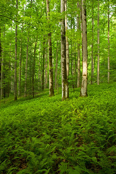 istock Ferns & Forest, Pink Beds Area, Pisgah NF, NC 104286244