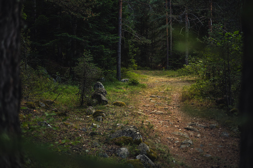 Footpath in the dark forest