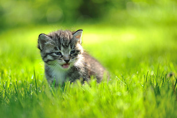 istock Striped grey kitten sitting in the grass mewing rocking sideways 104286456
