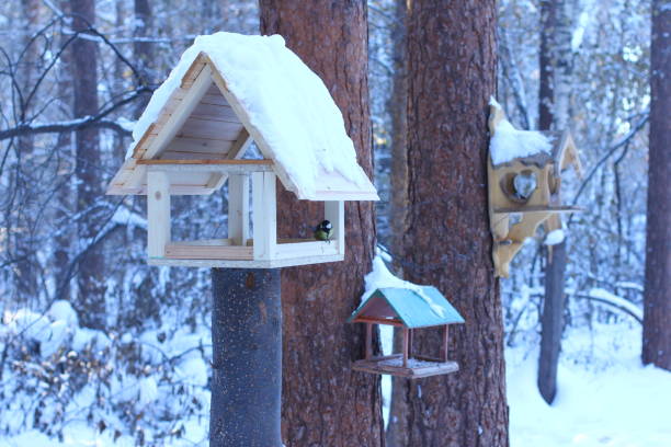 istock titmouse flew to the feeder in winter 1042867844