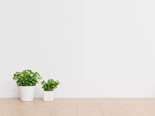 istock White wall interior design with plants on a floor 1042867988