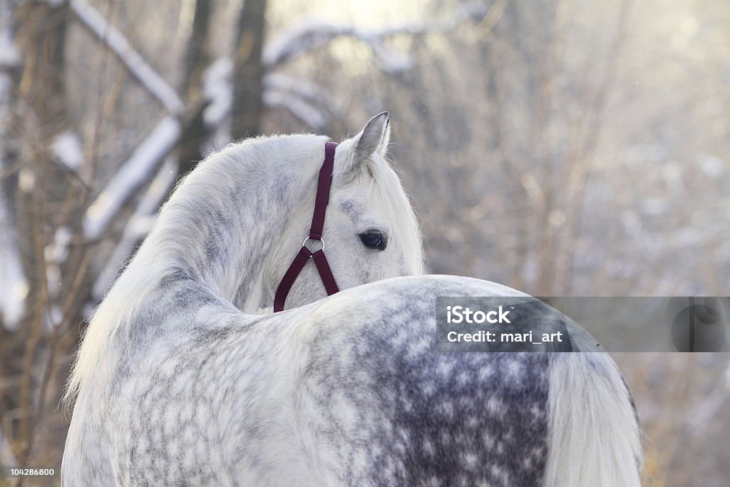 Orlov trotter - Lizenzfrei Pferd Stock-Foto