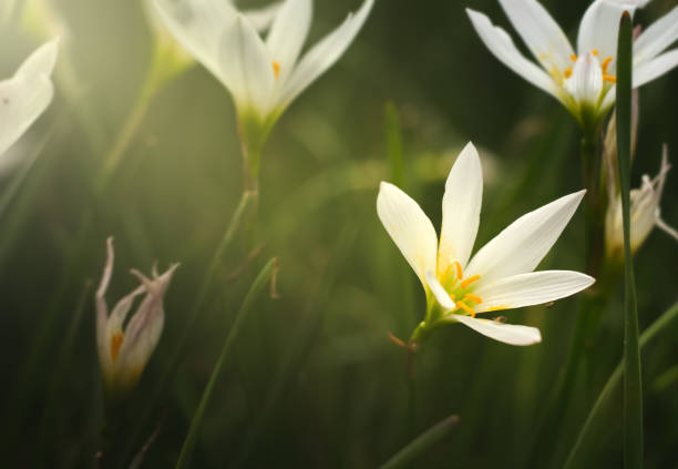 istock The white flowers background 1042868014