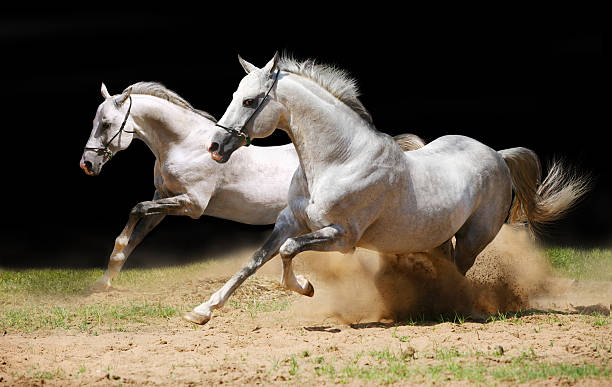 two stallions in dust  white horse running stock pictures, royalty-free photos & images
