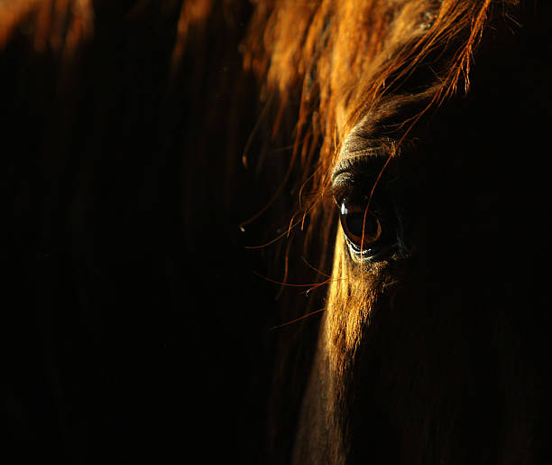 horse eye in dark - dieren netvlies stockfoto's en -beelden