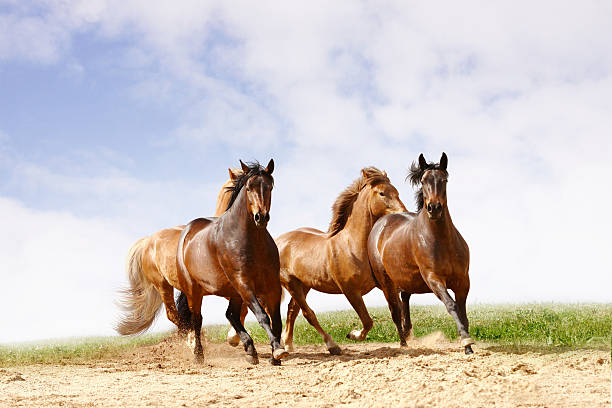 horses run  wild animal running stock pictures, royalty-free photos & images