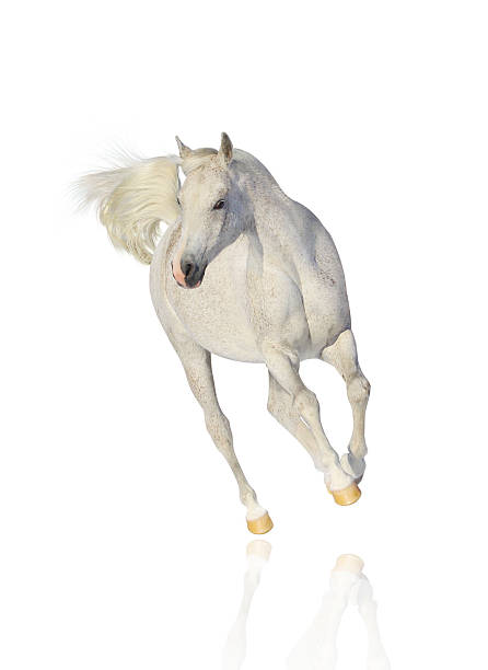 White horse galloping and isolated on white background white arab horse isolated white horse running stock pictures, royalty-free photos & images