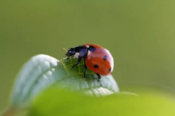 close up of red ladybug on a green leaf in the grass.