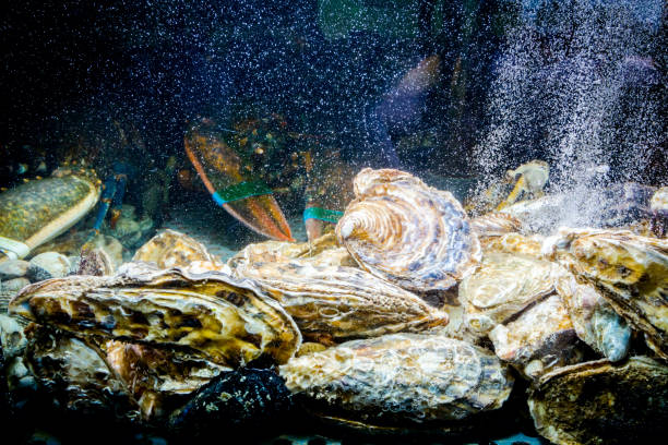 istock Shells, oysters for sale, seafood inside aquarium in a restaurant 1042873182