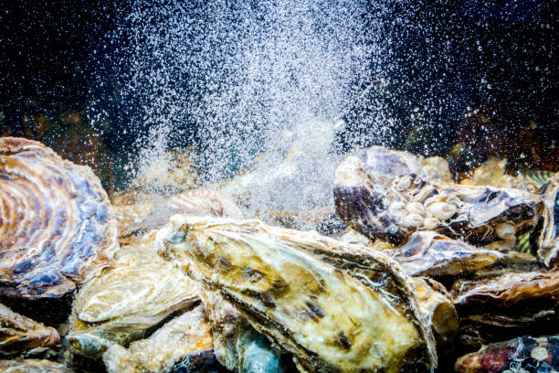istock Shells, oysters for sale, seafood inside aquarium in a restaurant 1042873194