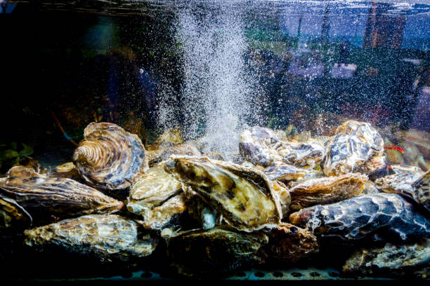 istock Shells, oysters for sale, seafood inside aquarium in a restaurant 1042873284