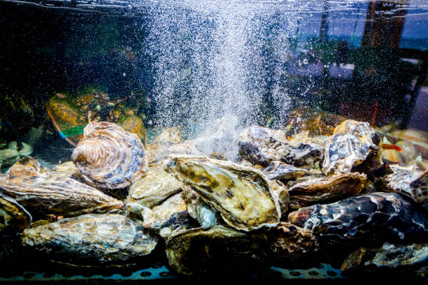 istock Shells, oysters for sale, seafood inside aquarium in a restaurant 1042873294