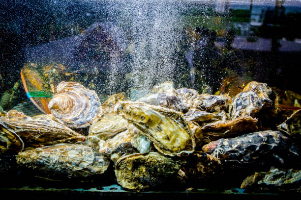 istock Shells, oysters for sale, seafood inside aquarium in a restaurant 1042873478