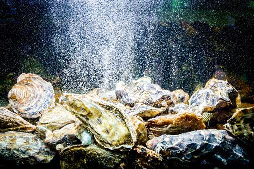 Live oysters are in aquarium, tank at traditional seafood restaurant for sale, sea shells.