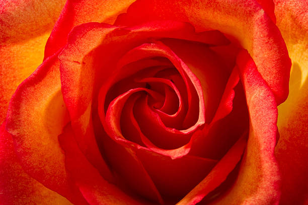 Close Up of a Beautiful Sunset Rose stock photo