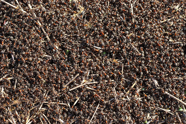 Ants crawling in the anthill  ant colony swarm of insects pest stock pictures, royalty-free photos & images