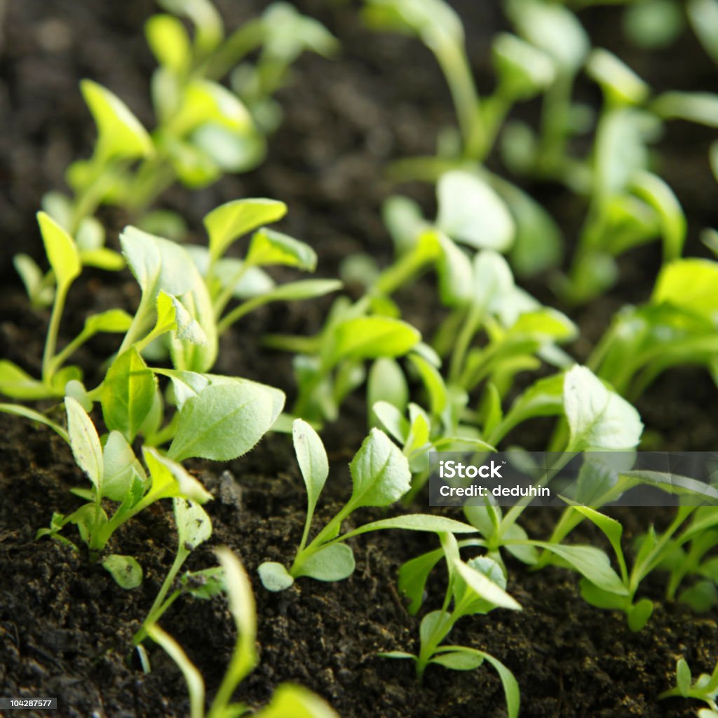 Fundo verde natureza - Royalty-free Agricultura Foto de stock