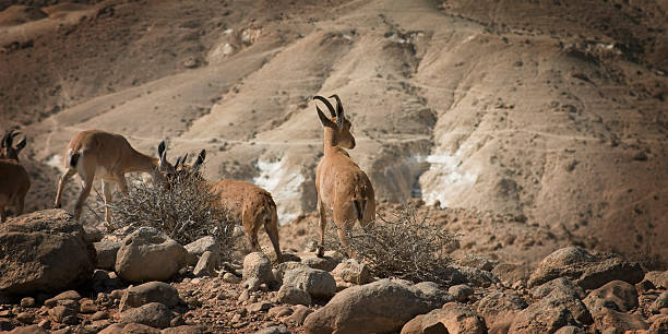istock Group of young wild goats 104287597
