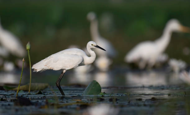 istock Little Egret with flowers 1042876800
