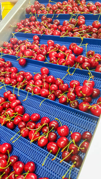 istock Fresh red cherries ready for exports 1042876822