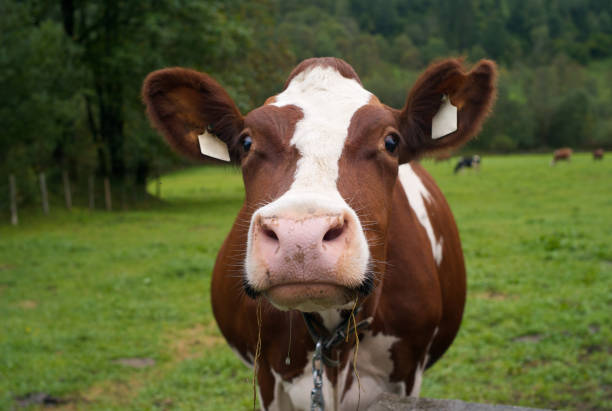 istock Funny Cow on a Green Pasture 1042878132
