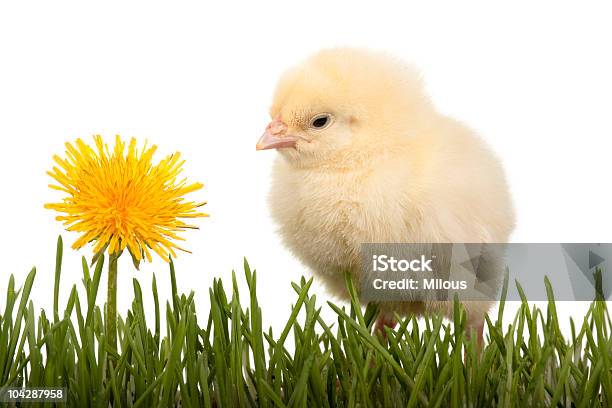 Chick Con Diente De León En Césped Foto de stock y más banco de imágenes de Abrazar - Abrazar, Amarillo - Color, Animal