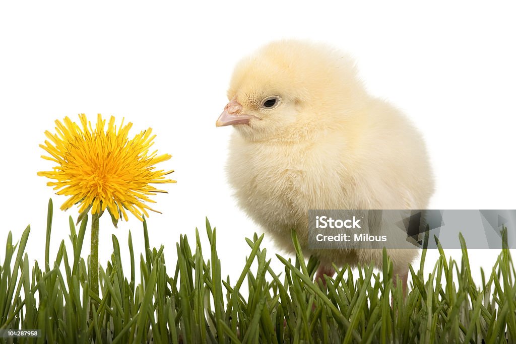 Chick w trawie z Mniszek - Zbiór zdjęć royalty-free (Drób)