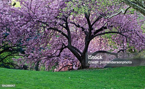 Alberi Di Ciliegio Giapponese - Fotografie stock e altre immagini di Ambientazione esterna - Ambientazione esterna, Aprile, Central Park - Manhattan