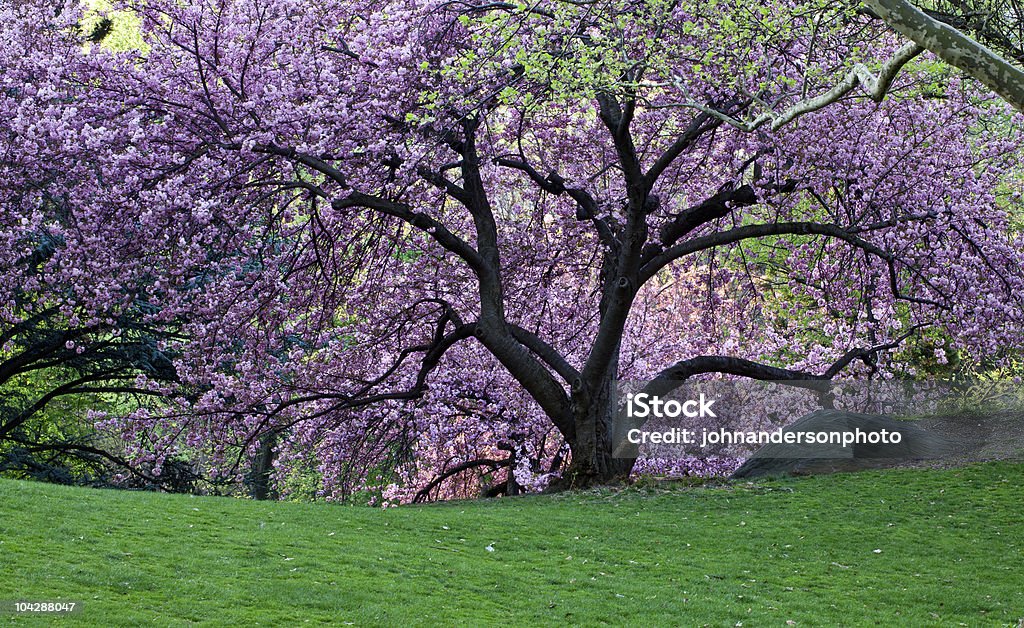 Árvores de Cerejeira japonesa - Royalty-free Abril Foto de stock