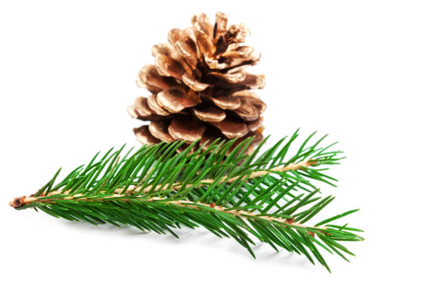 Fir tree branch and pine cone  isolated on white background. Christmas and New Year design elements\