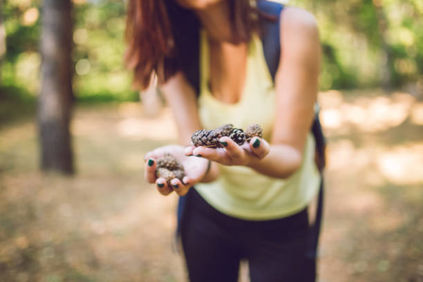 istock Woman holding pine cones in hands. 1042882612