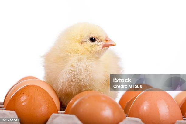병아리 On 에그스 In 계란상자 가금류에 대한 스톡 사진 및 기타 이미지 - 가금류, 가축, 갓 태어난 동물