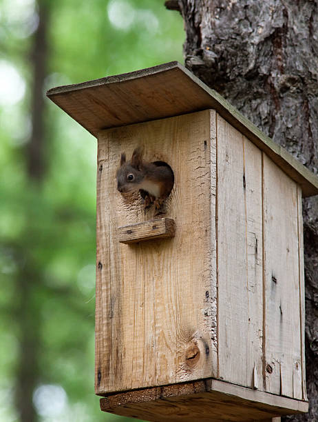 istock Sciurus vulgaris, Red squirrel Eurasian 104288589
