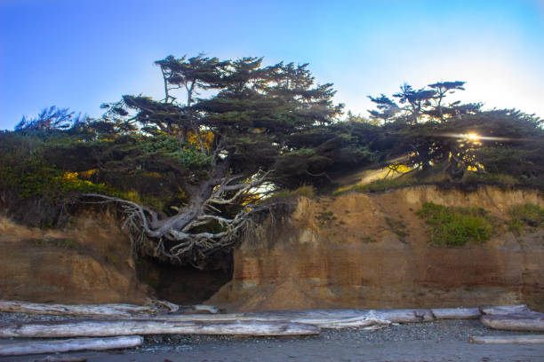 istock Tree of Life Huge Tree with Roots on a Beach Cliff 1042888490