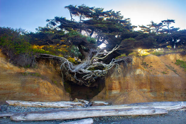 istock Tree of Life Huge Tree with Roots on a Beach Cliff 1042888546
