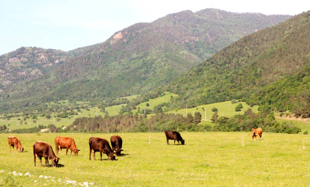 istock A Cow Standing On The Summer Meadow 1042890634