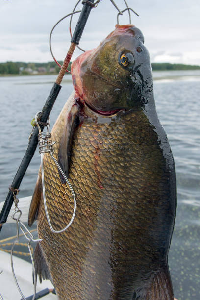 istock Bream caught on the lake. 1042890820