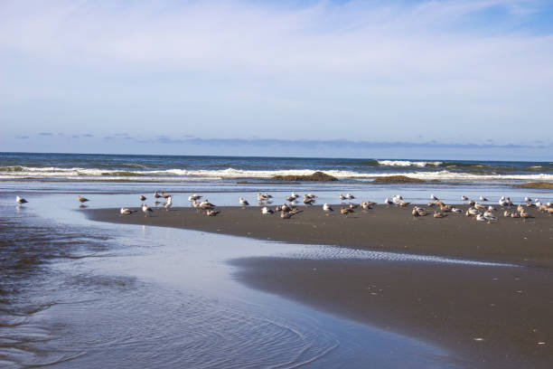 istock Coastal Ocean Beach Blue Sky Clouds Reflections and Sea Birds 1042891002