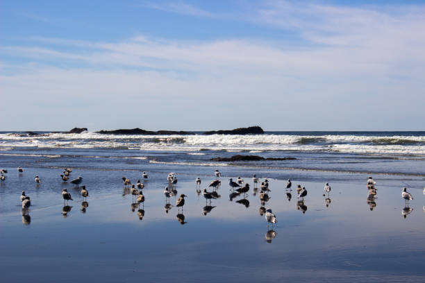 istock Coastal Ocean Beach Blue Sky Clouds Reflections and Sea Birds 1042891182