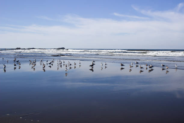 istock Coastal Ocean Beach Blue Sky Clouds Reflections and Sea Birds 1042891378