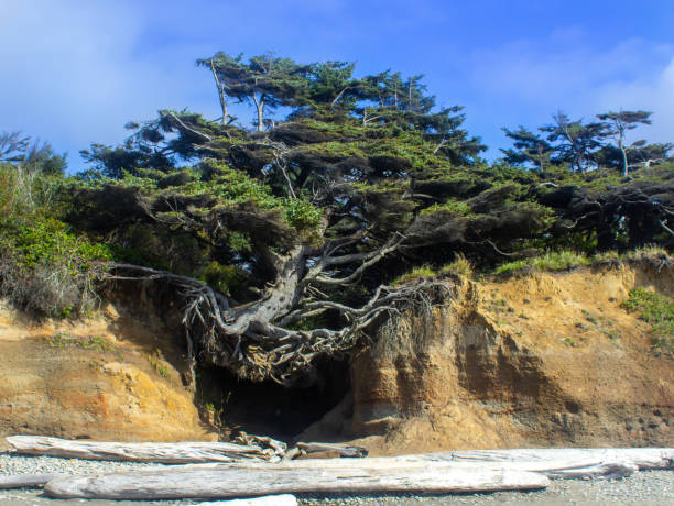 istock Tree of Life Huge Tree with Roots on a Beach Cliff 1042891436