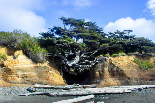 istock Tree of Life Huge Tree with Roots on a Beach Cliff 1042891476