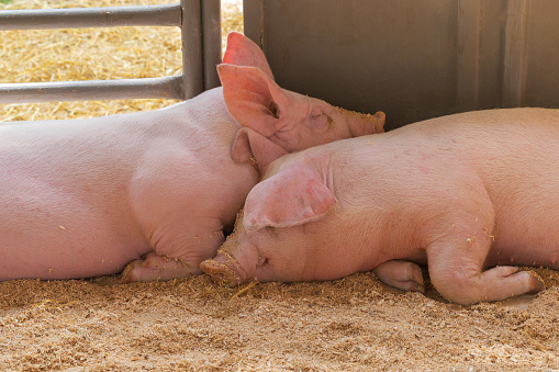 Two young pig together lying on the sawdust. Double little pigs look funny. Piglets asleep. Friendly piglets.