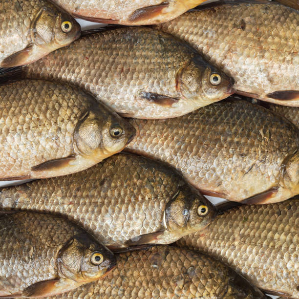 istock crucian carp close-up 1042891628
